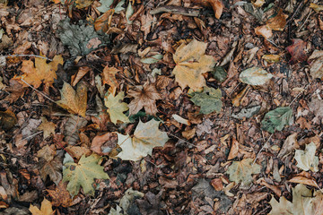 Background group autumn orange, green, yellow and brown leaves. with the heart shape cut out in the middle on pink background. Studio shoot. View from above. Horizontal orientation. Copy space
