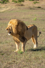 Fototapeta na wymiar Windswept male lion standing on short grass