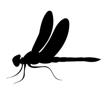 recommend clip art: silhouette dragonfly, insect on a white background