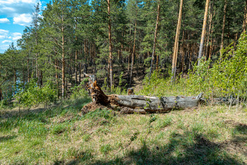 A fallen tree in a pine forest