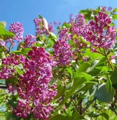 Obraz premium Blooming lilac bush on a background of blue sky close-up