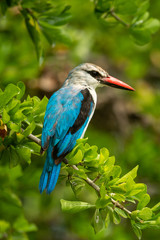 Woodland kingfisher looking down from leafy branch