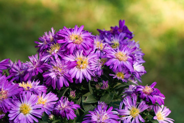 Eine wunderschöne, violette Blume, die den Namen Aster Dumosus trägt.