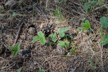 Strawberry bushes