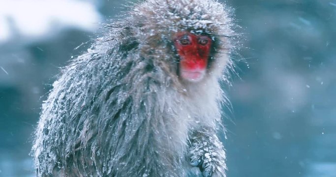 Snow monkeys bathing in a hot spring to warm up in the cold Japanese winter.