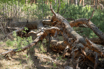A fallen tree in a pine forest