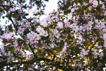 Blooming pink apple tree. Tender background.