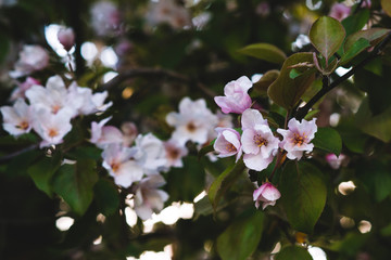 Blooming pink apple tree. Tender background.