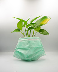 The plant pot wearing a mask to raise people awareness of Covid-19 and flu