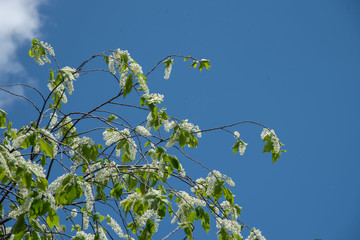 The bird cherry blossoms