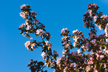 Blooming pink apple tree. Tender background.