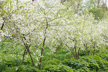 cherry orchard at full bloom