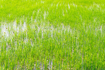 Beautiful green rice sapling fields. Grown with abundant water resources in rural of Thailand.