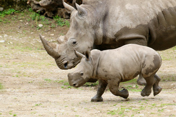Fototapeta premium Breitmaulnashorn (Ceratotherium simum) Muttertier mit Kalb, laufen nebeneinander