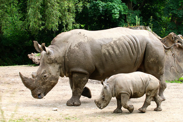 Obraz premium Breitmaulnashorn (Ceratotherium simum) Muttertier mit Kalb, laufen nebeneinander