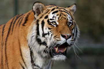 Fototapeta premium Sibirische Tiger (Panthera tigris altaica) auch Amurtiger oder Ussuritiger, Portrait
