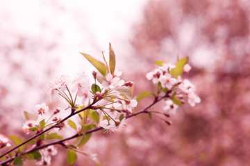 Spring border or background with pink blossom