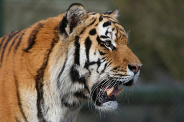  Sibirische Tiger (Panthera tigris altaica) auch Amurtiger oder Ussuritiger,  Portrait