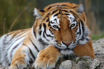 Sibirischer Tiger (Panthera tigris altaica) auch Amurtiger oder Ussuritiger, liegt am Boden