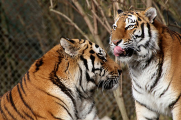 Sibirischer Tiger (Panthera tigris altaica) Tiger-Paar zärtlich, Zuneigung 