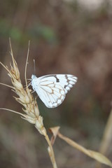 butterfly on a flower