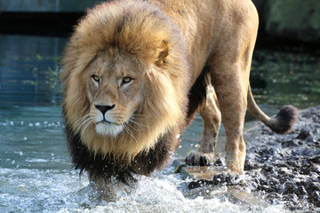 Löwe (Panthera leo) Männchen mit Mähne im Wasser 