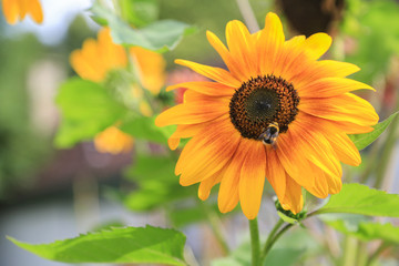 Natur und Artenschutz: Biene beim Sammeln von Pollen auf einer Sonnenblume im Garten, Hintergrund...