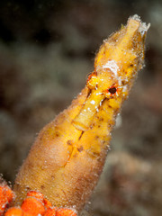 Short snouted seahorse (Hippocampus hippocampus) in its natural environment.