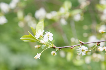 photo of blossoming tree brunch with white flowers