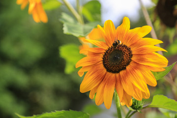 Natur und Artenschutz: Biene beim Sammeln von Pollen auf einer Sonnenblume im Garten, Hintergrund verschwommen
