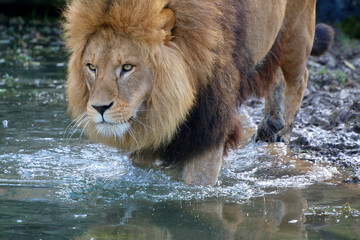 Löwe (Panthera leo) Männchen mit Mähne im Wasser 