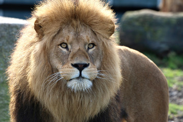  Löwe (Panthera leo) Männchen mit Mähne, Portrait