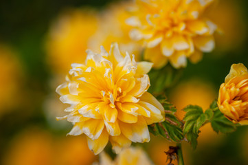 Heckenbl&uuml;te im Garten