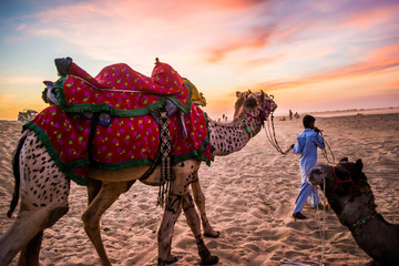 Sunset view with camel at Sam sand dunes of Jaisalmer the golden city, an ideal allure for travel...