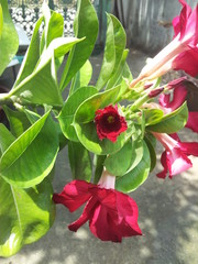 Close-up of Desert Rose Flower, Vertical