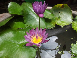 Close-up of purple blooming water lilies, Horizontal.