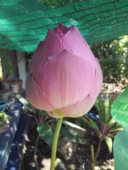 Close-up of pink lotus bud in the garden, Vertical