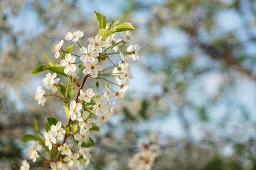cherry blossom branch with white flowers closeup