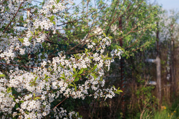 cherry blossom branch with white flowers closeup