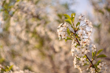 cherry blossom branch with white flowers closeup
