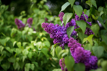 branch of lilac closeup