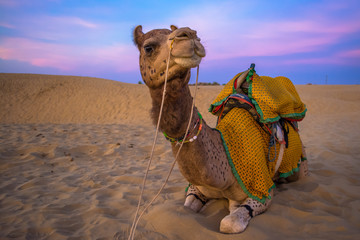 Sunset view with camel at Sam sand dunes of Jaisalmer the golden city, an ideal allure for travel enthusiasts
