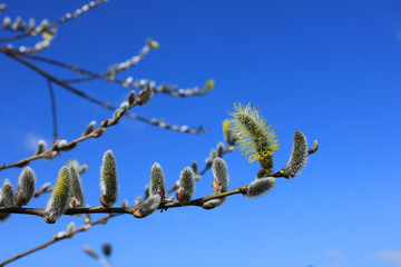 Beautiful willow branches on a background of blue sky.