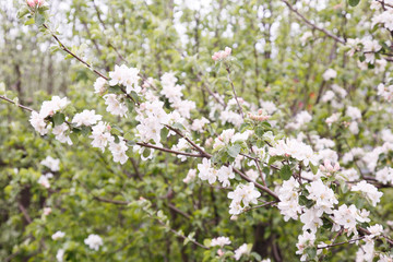 Apple trees flowers. the seed-bearing part of a plant, consisting of reproductive organs