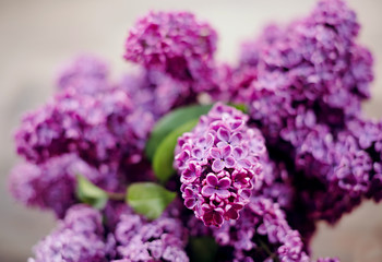 close up of lilac flowers