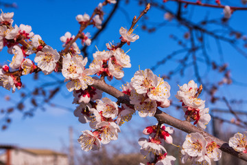Spring blooming garden. Flowering branch of the apricot tree against the blue sky, close-up. Soft selective focus.