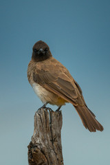Yellow-vented bulbul on wooden post eyeing camera