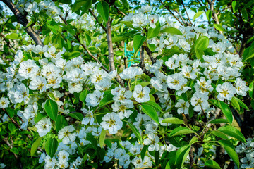 Spring garden. Flowering branch of the Apple tree close-up. Soft selective focus.
