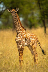 Obraz na płótnie Canvas Young Masai giraffe in grass eyeing camera