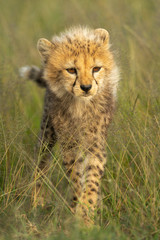 Naklejka na ściany i meble Young cheetah cub stands in long grass